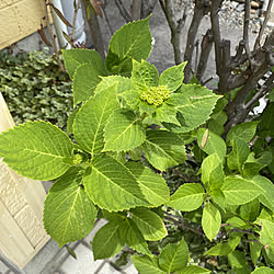 紫陽花/花のある暮らし/玄関/入り口/みなさまに感謝♥/RCの出逢いに感謝♡のインテリア実例 - 2022-06-01 11:25:38