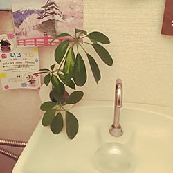 バス/トイレ/一人暮らし/POP★/観葉植物/ダイソーのインテリア実例 - 2015-10-25 20:58:30