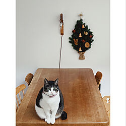 クリスマスインテリア/ダイニングテーブル/chikuni/猫との暮らし/壁掛けツリー...などのインテリア実例 - 2021-11-30 10:50:28
