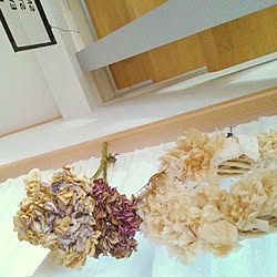 壁/天井/また紫陽花いただいて来よっ♪/リベンジを誓います✨/形良くドライにする道は遠い✨/乾燥させ過ぎたのかしらん^^;...などのインテリア実例 - 2015-06-12 21:03:08