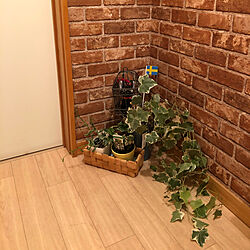 実は、トイレ^_^/ジブリ好き/大好きな植物❤️/挿木に挑戦！/アイビーのインテリア実例 - 2021-03-13 22:46:48
