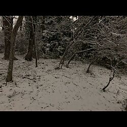 冬枯れ/東京に雪/雪明かり/雪景色/落葉樹...などのインテリア実例 - 2022-01-06 19:02:46