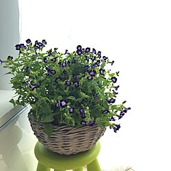 部屋全体/植物/お花のある暮らし/フランスの田舎風/IKEAのインテリア実例 - 2016-05-21 00:04:05