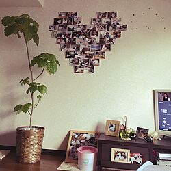 壁/天井/♡/写真/ウンベラータ/観葉植物のインテリア実例 - 2015-11-05 15:25:04