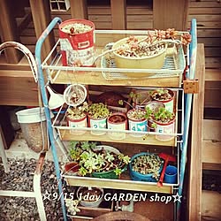 玄関/入り口/庭/garden/古道具/多肉植物...などのインテリア実例 - 2014-09-10 16:29:52