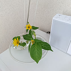 棚/花のある暮らしのインテリア実例 - 2019-07-17 10:13:56