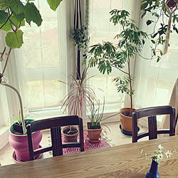 植物のある暮らし/観葉植物/アンティーク家具/NO GREEN NO LIFE/ミックスインテリア...などのインテリア実例 - 2020-03-09 14:52:06