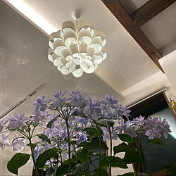 お花のある暮らし/ダイニング照明/紫陽花/壁/天井のインテリア実例 - 2022-05-05 21:05:31