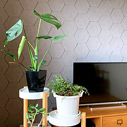 IKEA/モンステラ/ハニカム/コンクリート風壁紙/植物のある暮らし...などのインテリア実例 - 2021-02-17 07:07:36