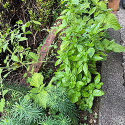 ミニ菜園/ナチュラル/いつもいいねありがとうございます♡/花のある暮らし/植物のある暮らし...などのインテリア実例 - 2022-07-24 14:46:18