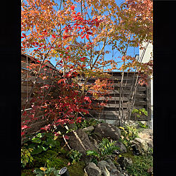 木塀/和風の庭/苔庭/坪庭/サツキツツジの紅葉...などのインテリア実例 - 2021-10-25 10:37:51