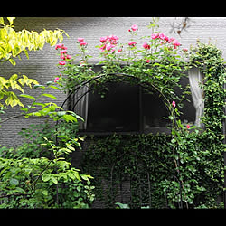 ベッド周り/京都/京町家に住む/手作りの庭/緑と花のある暮らし...などのインテリア実例 - 2021-05-09 18:45:54