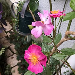 玄関/入り口/日替わり投稿企画!木曜日/植物/植物のある暮らし/スキマgarden...などのインテリア実例 - 2017-06-23 07:15:46