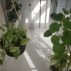 壁/天井/階段/ハンドメイド/DIY/観葉植物...などのインテリア実例 - 2019-02-07 10:07:05