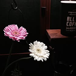 キッチン/花を飾る/ガーベラのインテリア実例 - 2015-04-30 00:07:08