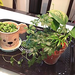 キッチン/グリーン/植物のインテリア実例 - 2013-06-05 19:00:41