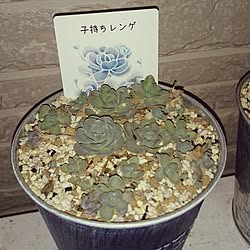 玄関/入り口/たな/多肉植物♡/さぼてん初心者/ハワイアンにしたい...などのインテリア実例 - 2017-03-20 20:06:45