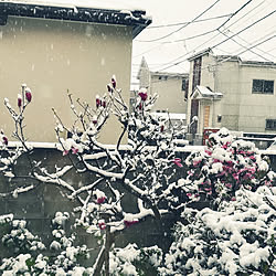 部屋全体/庭の花　紫木蓮　木蓮/木蓮/雪/雪景色のインテリア実例 - 2020-03-29 11:29:17