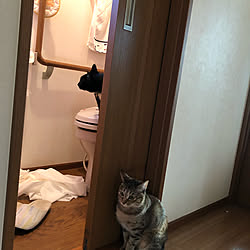 保護猫/猫と暮らす/バス/トイレのインテリア実例 - 2021-01-21 17:06:23