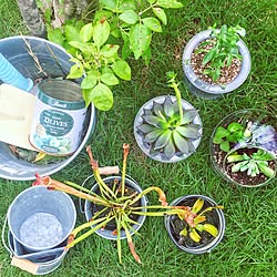 玄関/入り口/食中植物/多肉植物/芝生の庭/インスタと同じpic...などのインテリア実例 - 2016-08-29 10:55:19