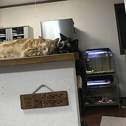 猫/リビングのインテリア実例 - 2019-07-16 20:39:13