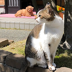 猫の居る暮らし(*˙︶˙*)☆*°/犬と猫のいる暮らし/カラフル好き/シンプルな暮らし/トイプードルと暮らす♡...などのインテリア実例 - 2020-04-14 13:58:08