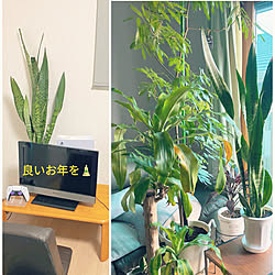 部屋全体/観葉植物/植物のある暮らし/観葉植物好き/植物と共存のインテリア実例 - 2023-12-31 23:38:42