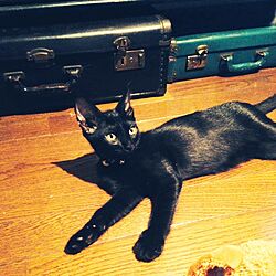 黒猫の朔太郎/猫と暮らすのインテリア実例 - 2014-10-14 06:09:28