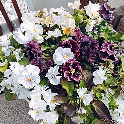 玄関/入り口/すみれの花好きだなあ♪/バイオレットのすみれ♡/庭に咲く花/建売住宅だけどお気に入り...などのインテリア実例 - 2023-03-24 09:49:02