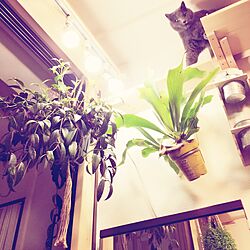 壁/天井/猫/DIY/観葉植物のインテリア実例 - 2016-06-02 14:37:36