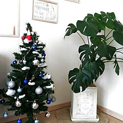 リビング/植物/クリスマスツリーのインテリア実例 - 2012-11-21 11:41:51