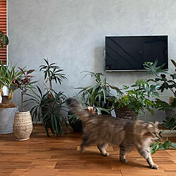 猫と暮らす/植物のある暮らし/猫と暮らす家/塗装壁/植物と猫...などのインテリア実例 - 2020-03-04 00:14:35