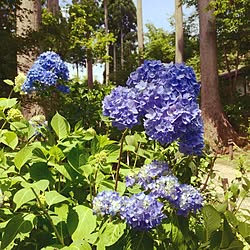 ベッド周り/カメラマークいっぱい/京都大原三千院/紫陽花苑にて/紫陽花...などのインテリア実例 - 2017-06-10 14:41:47