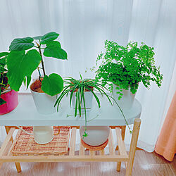 IKEA/給水鉢/アジアンタム/観葉植物のある暮らし/natural kitchen...などのインテリア実例 - 2023-04-26 07:42:22