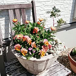 玄関/入り口/グリーンのある暮らし/花のある暮らし/寄せ植え/お花のある暮らし...などのインテリア実例 - 2017-03-23 16:41:59