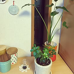 キッチン/アフタヌーンティー雑貨/セリア/100均/観葉植物のインテリア実例 - 2016-02-08 22:03:19