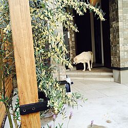 玄関/入り口/オリーブの木/ラブラドールレトリバーのインテリア実例 - 2014-05-21 22:10:24