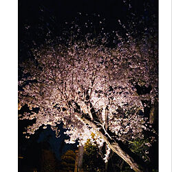 桜/ライトアップのインテリア実例 - 2019-04-11 00:18:20