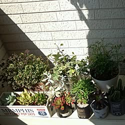 玄関/入り口/観葉植物/多肉植物/フェイクグリーン　/キャンドゥフェイク多肉...などのインテリア実例 - 2015-04-16 09:40:09