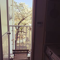 キッチン/桜/IKEA/春の訪れ/団地...などのインテリア実例 - 2017-04-14 12:04:06