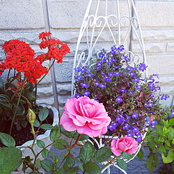 玄関/入り口/庭の花/庭のバラ/庭で咲いた薔薇のインテリア実例 - 2020-05-29 13:51:22