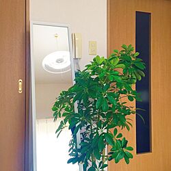 リビング/IKEA/一人暮らし/観葉植物のインテリア実例 - 2016-02-23 15:51:16