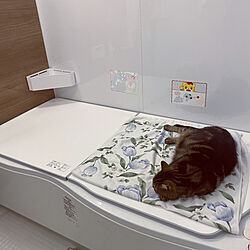 猫見風呂/猫/ねこ/まるちゃん /バス/トイレのインテリア実例 - 2021-05-12 23:09:22