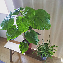 机/観葉植物/植物のある暮らし/ウンベラータ/ウンベラータ成長中...などのインテリア実例 - 2020-09-08 09:50:49