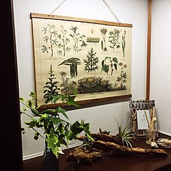 玄関/入り口/エアプランツ/流木/観葉植物/レトロ...などのインテリア実例 - 2017-05-13 20:59:22