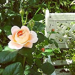 玄関/入り口/薔薇が好き/花のある暮らし/庭/ベンチ...などのインテリア実例 - 2016-05-08 09:36:44