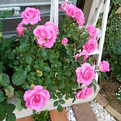 玄関/入り口/薔薇のある庭のインテリア実例 - 2017-05-08 17:02:54