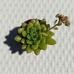 RoomClip10周年/癒し/植物のある暮らし/観葉植物のインテリア実例 - 2022-05-04 13:19:48