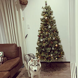 去年と変わらず/180cmクリスマスツリー/クリスマス/愛犬と暮らす家/犬がいる暮らし...などのインテリア実例 - 2021-11-22 18:13:05
