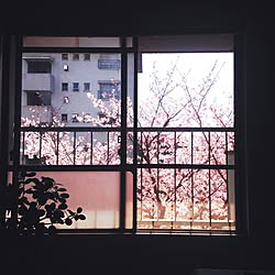 部屋全体/桜/窓/団地/お花見☻...などのインテリア実例 - 2016-04-06 14:21:35